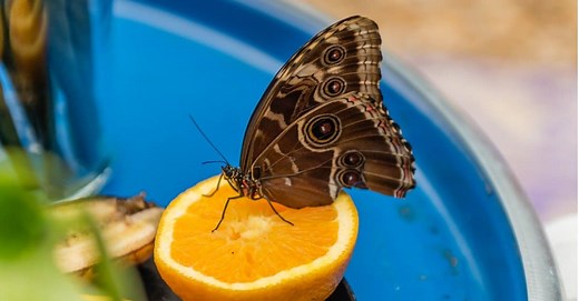 How Do Butterflies Eat?