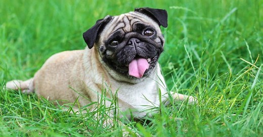 9 Dogs That Look Like Pugs (Which Ones Make Great Pets)