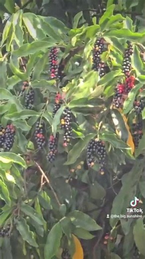 Buah Buni yang langka mengandung Vitamin C dan E, Dibikin Rujak Buni enak banget ini