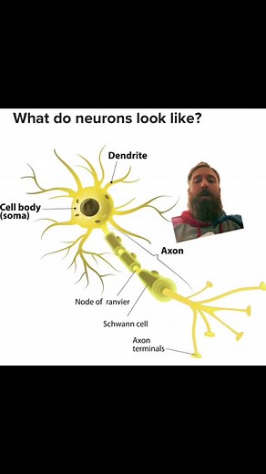 Neurons 101: Understanding Dendrites and Axons