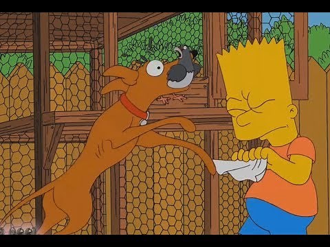 The Simpson - Pigeon Postman!