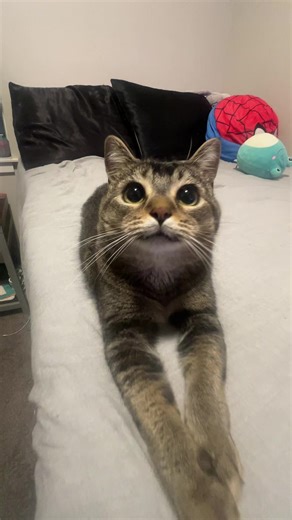 you look so pretty 😩😩 #cat #fyp | cat