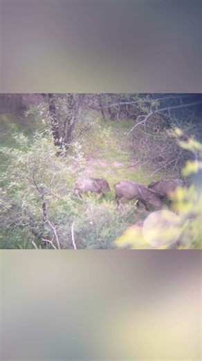 Are all you archery pig hunters excited for the 1st?