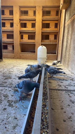One PIgeon I Bred completed the California pigeon derby #birds #pigeon #racingpigeon