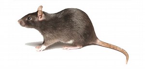 Rodent - Alchetron, The Free Social Encyclopedia