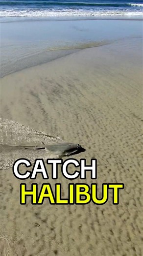 Works well for surf perch too 📝 #shorefishing #fishing #halibutfishing #halibut