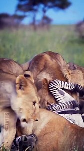 1M views · 8.2K reactions | Animal Planet TV on Reels | Facebook