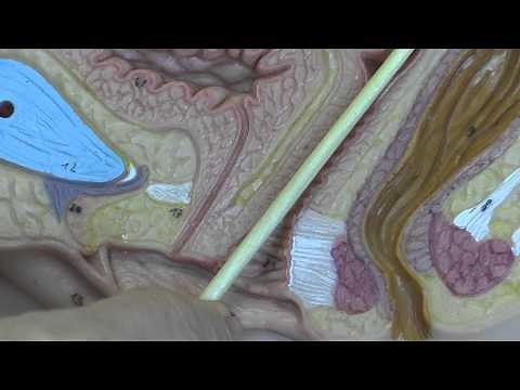Anatomy 15, Female genital organs