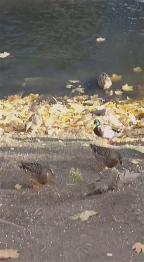 Feeding the ducks # ducklife