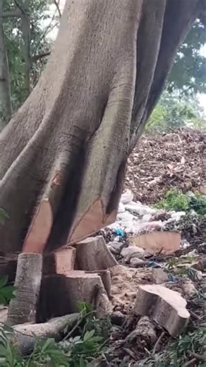 felling of large trees #shortvideo #treecutting #chainsaw 5090