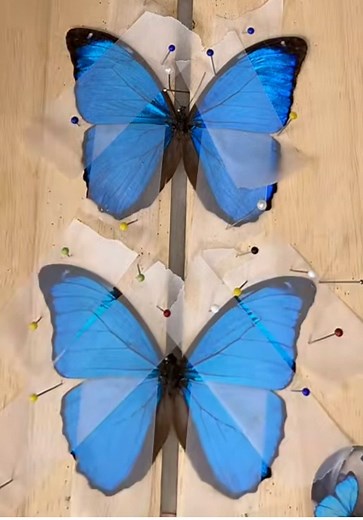 Exploring the World of Butterflies: Nature's Delicate Creatures