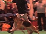 German Shepherd Cruaghaire Catoria performs at Crufts 2016