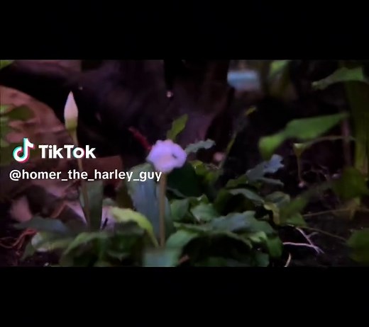 Bucephalandra flowering under water! Super excited to see this in my tank. This is also the first time i have tried to keep this plant. #bucephalandra #Bucephalandra #fyp #trendingvideo #aquarium #plantedtank #fishkeeping #goldenrams #germanblueram #peapuffer #neontetra
