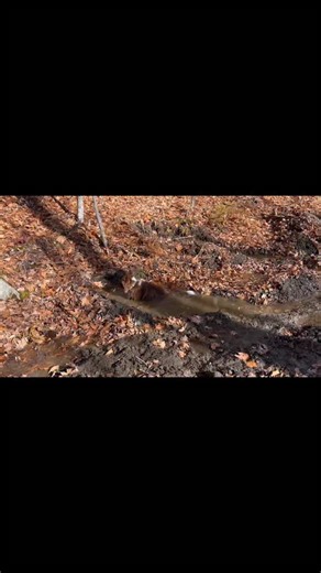 just taking a bath | Maple The BC