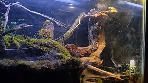 Watch Perfect for vivarium on Amazon Live