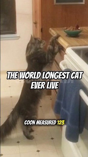 The Longest Cat Ever: The True Story of Stewie #guinnessworldrecords