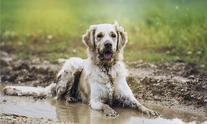Dog Eating Dirt? Here's Why, and What To Do About It