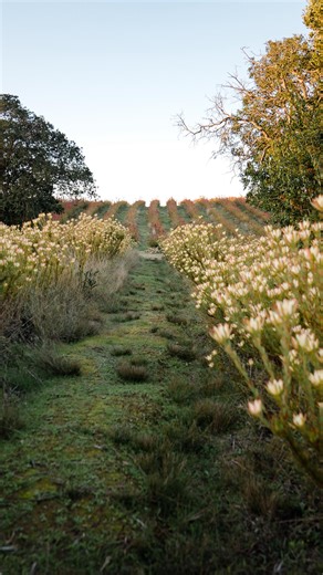 Huella • Ko on Instagram: "🌿 Poda tu Leucadendron y hazlo más frondoso 🌿 ¿Quieres que tu Leucadendron crezca con más varas y luzca lleno de vida? ✨ La clave está en podar correctamente, y en este video te mostramos cómo. ¡Pon atención y aprende a estimular nuevo crecimiento mientras mantienes tu planta saludable! Con unos simples pasos, tu Leucadendron se llenará de varas nuevas y vigorosas, listo para florecer y llenar tu jardín de color. 💚 #HuertaEnCasa #Leucadendron #PodaDePlantas #Jardine