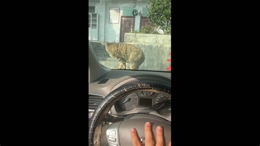 Scared cat startled by car buzzer in Guizhou, China