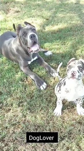 The Dark History of Dangerous Dog Breeds