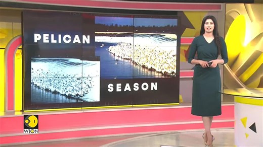 Pelican migration brings economic benefits to Petatan