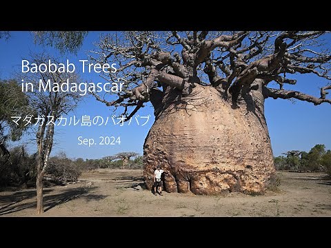 マダガスカル島でバオバブの木を求めて走り回る Baobab in Madagascar