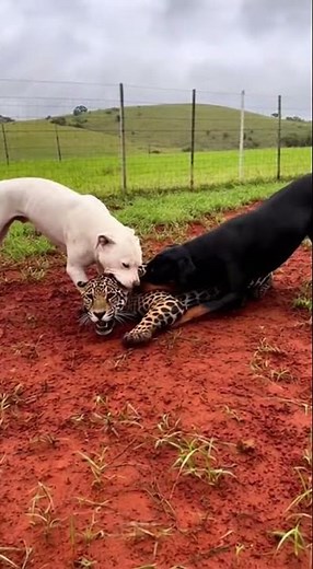 Jaguar vs Dogs Real Fight | Intense Wildlife Encounter #shortsvideo