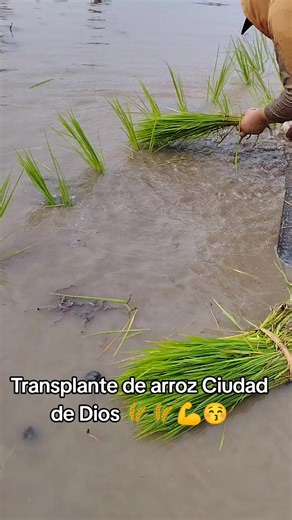 Rice Transplanting Techniques for Successful Harvests