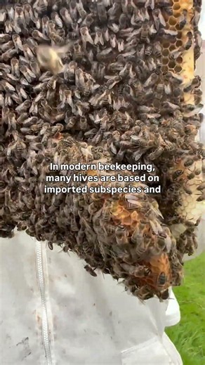 Europe’s Forgotten Native Honey Bee | Apis Mellifera Mellifera | Educational Nature Video
