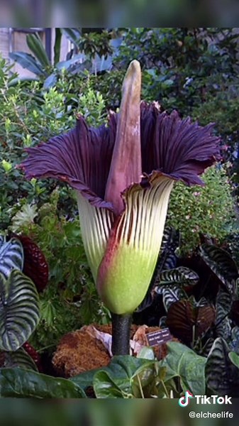 Amorphophallus Titanum: Cuidados y Curiosidades