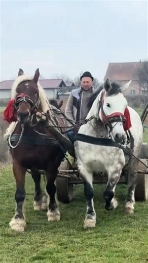 The most beautiful horses #horse #horses #animals