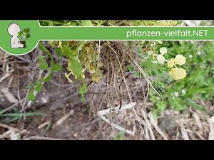 Behaartes Schaumkraut - Wurzeln - 09.04.18 (Cardamine hirsuta) - Wildpflanzen-Bestimmung