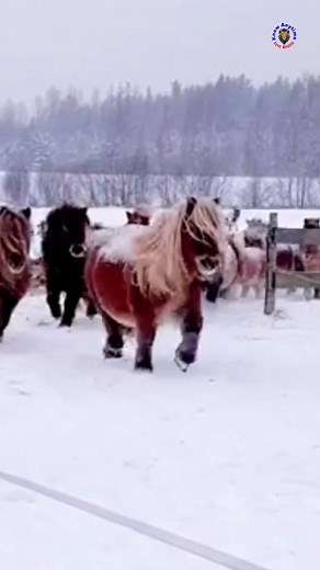 The Miniature Horse – one of the smallest horse breeds in the world, standing only about 50–90 centimeters tall and weighing 26–30 kilograms. 😳 #miniaturehorse #horse #PetCare #wildlife #NatureLovers #petrescue #viralpage #knowanytime | Know Anytime