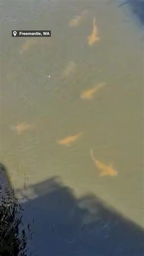 Tradies film school of bull sharks in Swan River