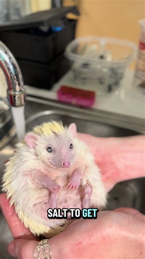 🛁✨ Bath Time at the Aquarium! ✨🛁 Meet Salt — one of the many animals who found a new home here at Mertailor’s Mermaid Aquarium Encounter. In this behind-the-scenes moment, our aquarist Rae is introducing Salt and giving you a peek into bath time, an important part of animal care and enrichment. Many of the animals you meet here were rehomed, rescued, transferred from other facilities, or born in human care for educational purposes. Each one receives daily attention, specialized care, and plent
