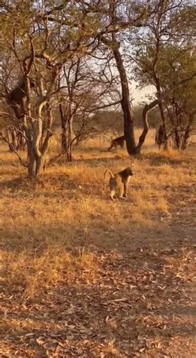 Baboons vs Wild Dogs: Savanna Showdown! #wildlife #nature #savanna #animals #chase