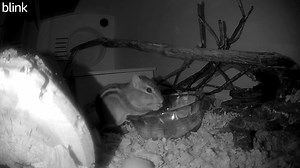 7.4K views · 316 reactions | Amazingly, this is the first time I've seen one of the overwintering chipmunks (this is Mochi) stuffing his cheek pouches, or diplostomes , which means "two mouths." Fun fact: chipmunk diplostomes can reach the size of the chipmunk's body when they are full! #chipmunks #groundsquirrels | WEST Wildlife Rehab | Facebook