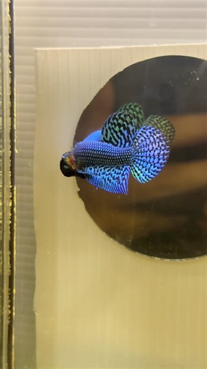 ปลากัดป่าเอเลี่ยนสีเขียว: ความงามในน้ำ