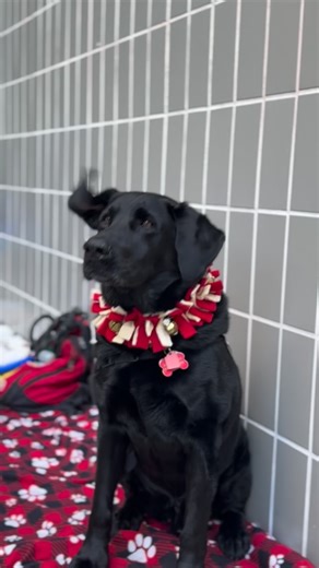 Good luck on finals, UC Irvine Law! 💛💙 From wagging tails to quick snack breaks, we hope today’s courtyard visit brought a little extra brightness to your day. You’ve got this — finish strong! 🐾 | University of California, Irvine School of Law