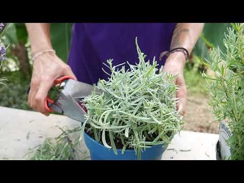 How to Prune Lavender: Top Tips!! - Lavender World