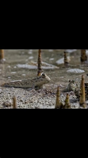 Meet The Mudhopper! The Fish That Walks On Land!