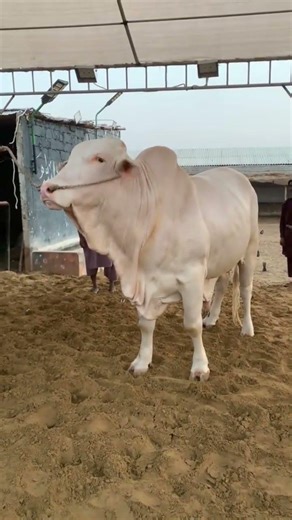Karachi Cow Mandi | Malir Cow Mandi | Jameel Memon mandi | Multan Mandi #shorts #cow #cowvideos #bul