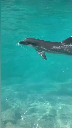 Si tu sueño es nadar con delfines🐬, entonces el Acuario Interactivo de Cancún es perfecto para ti❤️ 🟣 ¡Incluye entrada general al Acuario Interactivo de Cancún! 🟣Los niños pueden interactuar con delfines desde 1 año de edad y en compañía de un adulto. 🟣 No es necesario saber nadar. 📍 Plaza La Isla, zona hotelera de Cancún. Informes y reservaciones: TEL: 9985 002979 WA: https://wa.link/n9q5qm Hasta un 30% de descuento reservando previamente por la página web: https://www.interactiveaquariumc