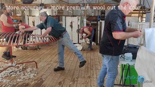 Standardised, objective measurements help shed managers separate stronger fleeces from finer lines thereby lifting the value of the clip and saving hours in the shed.    邏 #wooloptimization #microndata #woolvalue #classingmadeeasy #woolshed #woolhandling #agtechnology | Woven Optics | Facebook