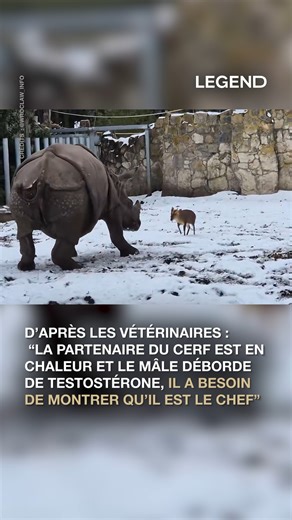Un cerf de 13 kg s’en est pris à plusieurs reprises à une femelle rhinocéros d’1,7 tonne au zoo de Wroclaw, en Pologne. Selon les vétérinaires, ce comportement s’explique par la période de rut : le mâle, porté par un excès de testostérone, cherchait à affirmer sa domination. Crédits vidéo : @wroclaw_info | Legend