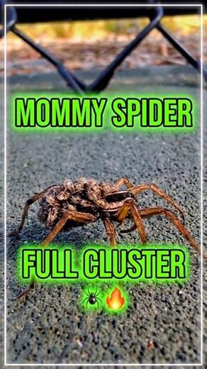 NATURE IS CRAZY! 🕷️ Hundreds of Babies on ONE Spider! 😱 #spidermonkey #nature