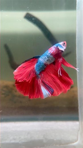 🤯Fancy Nemo Galaxy OHM Betta Fish🔥❤️💙 | Imported Betta | MV’s Aquarium #bettafish