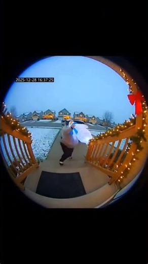 Bandit grabs penguin, glitter explosion launches her across driveway