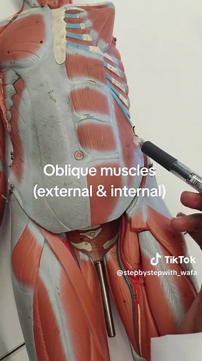 The muscles song #medicine #anatomy #muscle #stepbystepwithdrwafa #doctorsoftiktok
