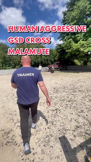 #humanaggressivedog #fyp #dogtraining